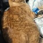 Ex-funcionária é indiciada por envenenamento de gatos em ONG de Belo Horizonte