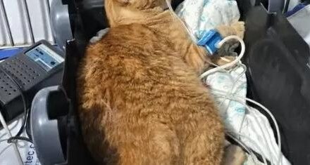 Ex-funcionária é indiciada por envenenamento de gatos em ONG de Belo Horizonte