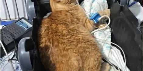 Ex-funcionária é indiciada por envenenamento de gatos em ONG de Belo Horizonte