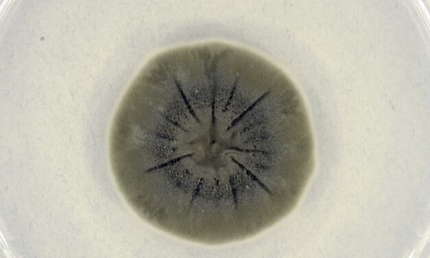 E por falar em eletrônica… O fungo que se alimenta de radiação: de Chernobyl ao espaço