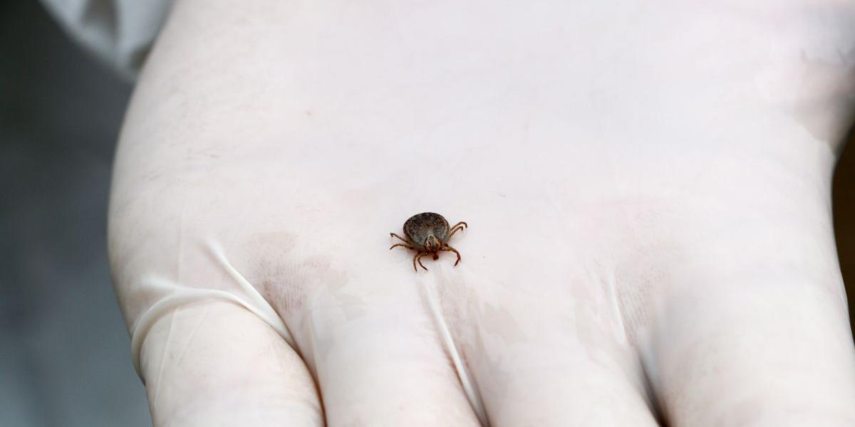 Febre maculosa avança em Minas: 27 casos e duas mortes já confirmadas