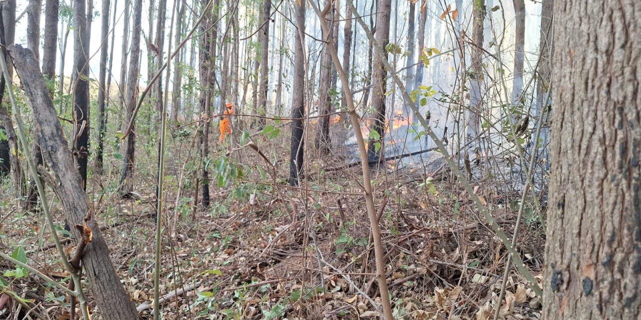 Incêndio destrói 50 hectares na zona rural de Itapecerica