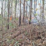 Incêndio destrói 50 hectares na zona rural de Itapecerica