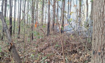 Incêndio destrói 50 hectares na zona rural de Itapecerica