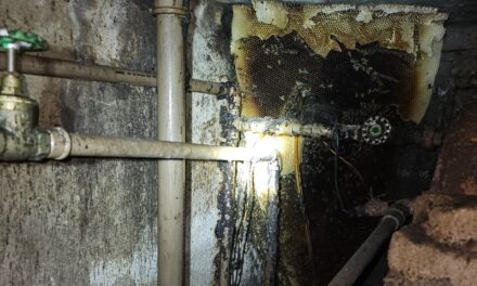 Corpo de Bombeiros realiza captura de abelhas em telhado de residência em Formiga