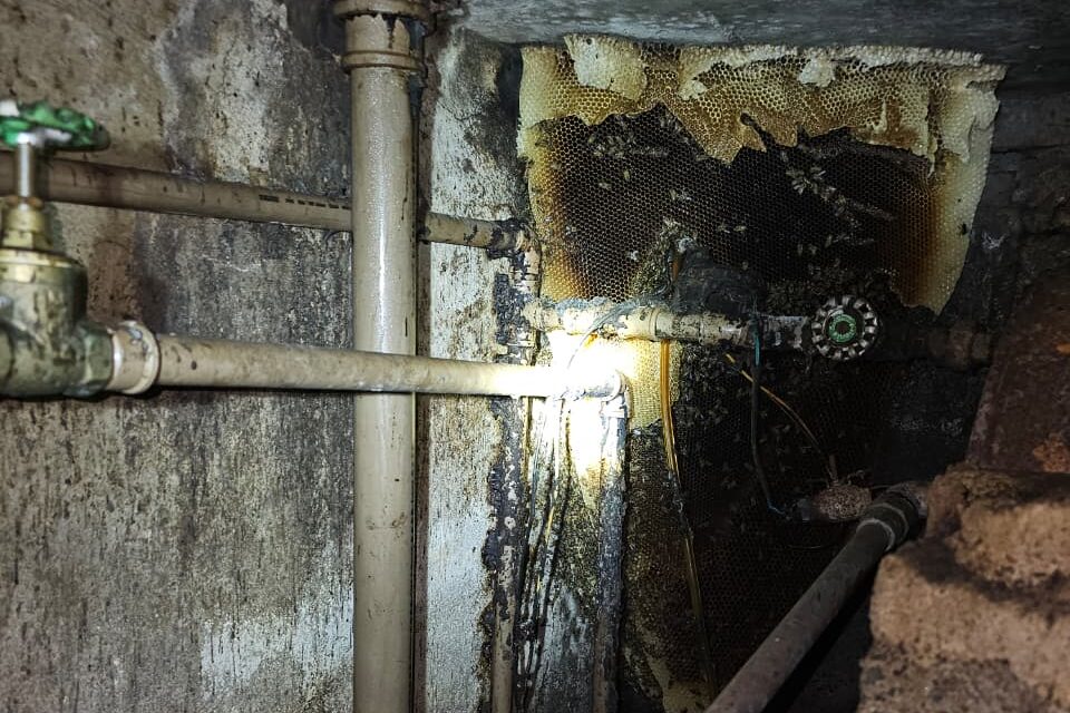 Corpo de Bombeiros realiza captura de abelhas em telhado de residência em Formiga