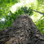 Gigantes da floresta: árvores da Amazônia são chave contra as mudanças climáticas