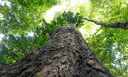 Gigantes da floresta: árvores da Amazônia são chave contra as mudanças climáticas