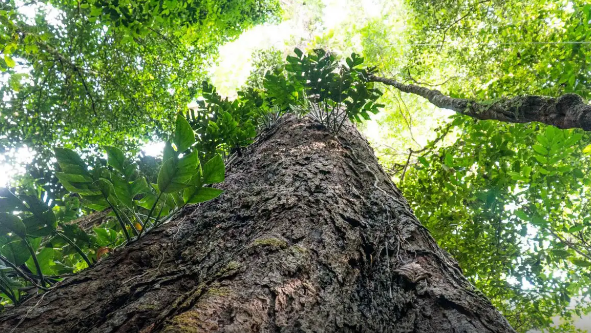 Gigantes da floresta: árvores da Amazônia são chave contra as mudanças climáticas