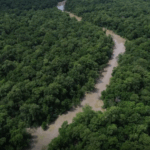 Mais de 20 ações celebram o Dia da Amazônia e reforçam alerta climático