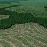 Amazônia perdeu 52 milhões de hectares de vegetação nativa em 40 anos