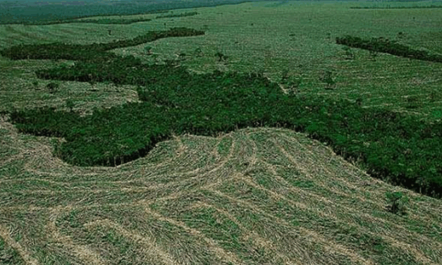 Amazônia perdeu 52 milhões de hectares de vegetação nativa em 40 anos