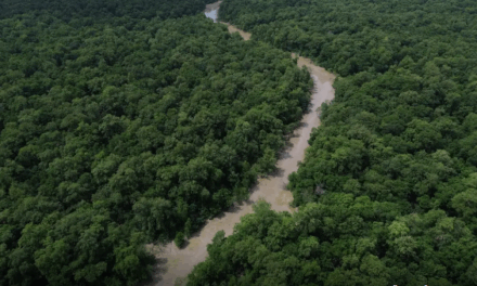 Mais de 20 ações celebram o Dia da Amazônia e reforçam alerta climático