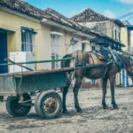 Nova lei em Arcos aumenta multas por maus-tratos a animais
