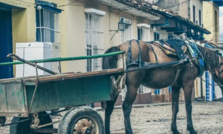 Nova lei em Arcos aumenta multas por maus-tratos a animais
