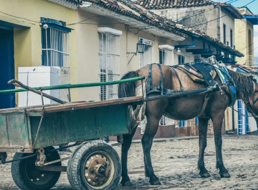 Nova lei em Arcos aumenta multas por maus-tratos a animais
