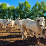 Japão autoriza importação de produtos à base de gordura de aves, suínos e bovinos do Brasil