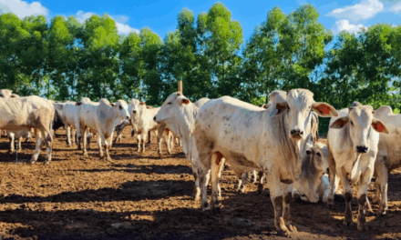 Japão autoriza importação de produtos à base de gordura de aves, suínos e bovinos do Brasil