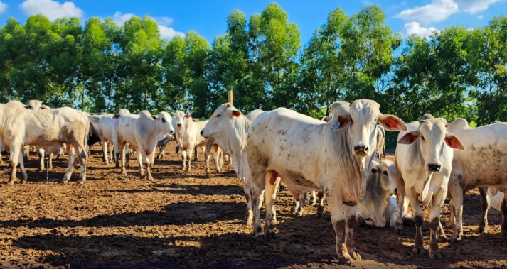 Japão autoriza importação de produtos à base de gordura de aves, suínos e bovinos do Brasil
