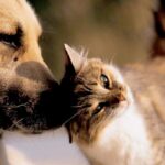 Formiga faz levantamento do número de cães e gatos por bairro em reforço à saúde