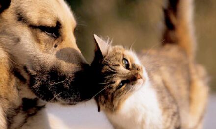 Formiga faz levantamento do número de cães e gatos por bairro em reforço à saúde