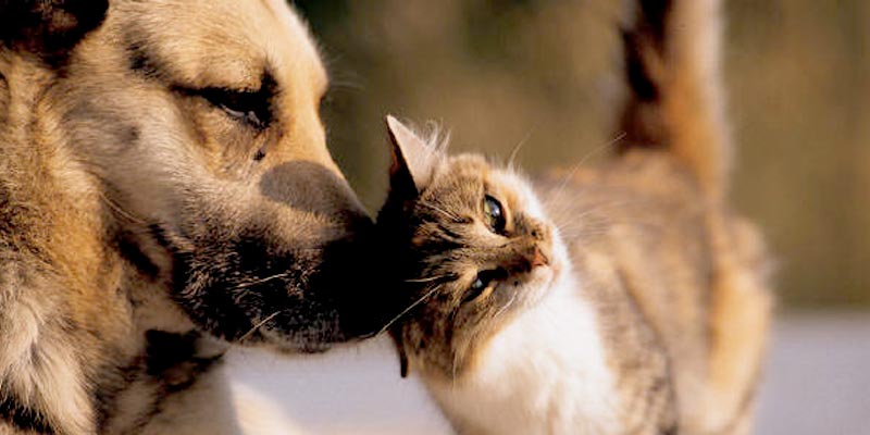 Formiga faz levantamento do número de cães e gatos por bairro em reforço à saúde