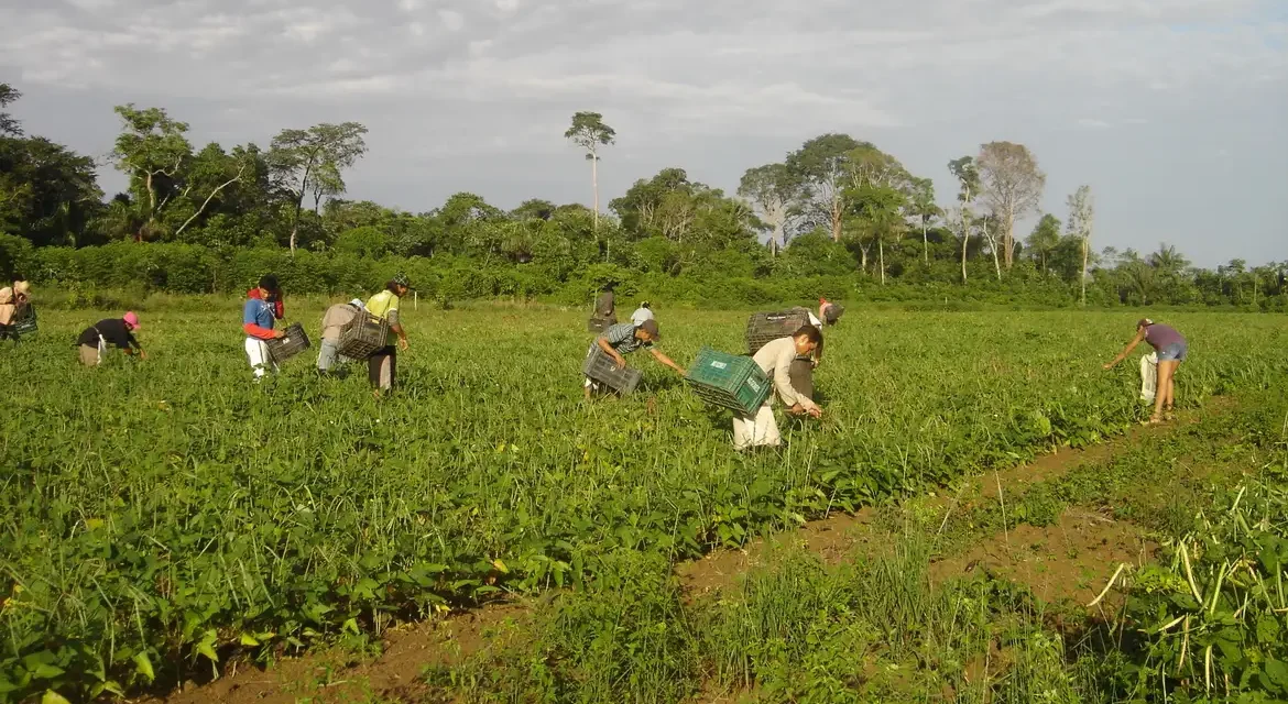 Pronaf amplia lista de produtos com bônus de desconto para agricultores familiares em setembro