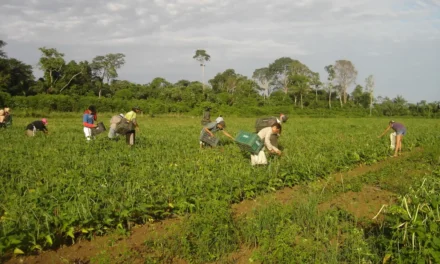 Pronaf amplia lista de produtos com bônus de desconto para agricultores familiares em setembro