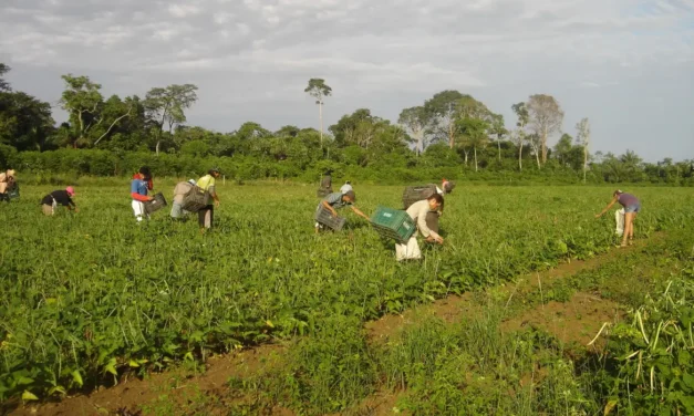 Pronaf amplia lista de produtos com bônus de desconto para agricultores familiares em setembro