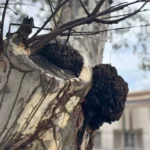 Prefeitura de Formiga realiza dedetização de cupins na Praça da Matriz