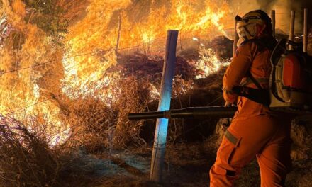 Incêndio às margens da BR-354 consome 25 hectares de pastagem em Formiga