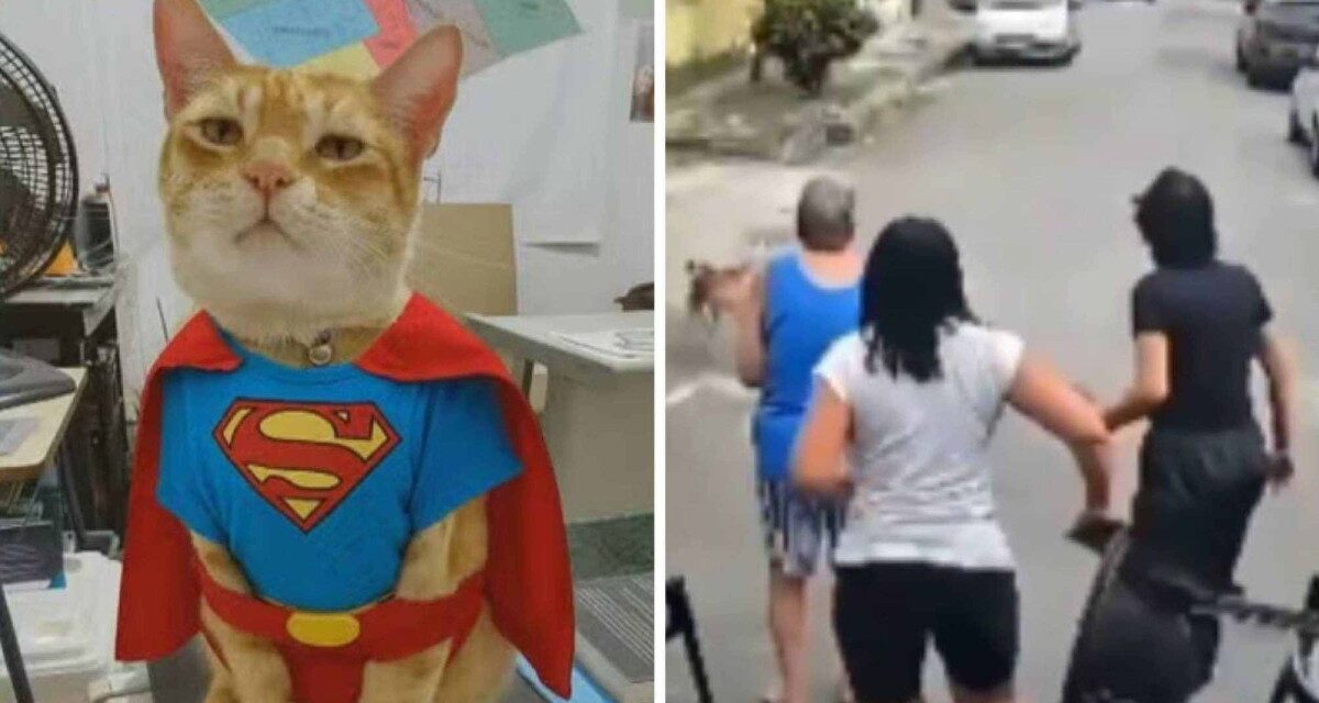 Gato herói: felino salva tutora de ataque de pitbull em Nilópolis-RJ