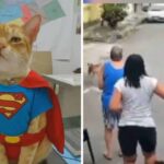 Gato herói: felino salva tutora de ataque de pitbull em Nilópolis-RJ