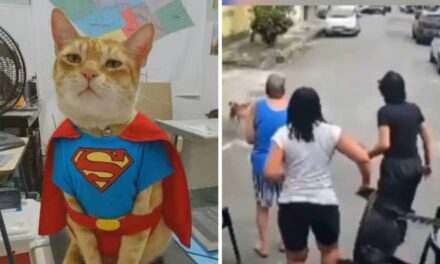 Gato herói: felino salva tutora de ataque de pitbull em Nilópolis-RJ