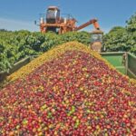 Exportações mineiras para os EUA caem 49,5%  