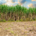 Valor da produção agrícola cresce em Minas  