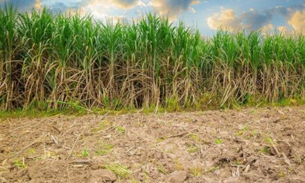 Valor da produção agrícola cresce em Minas  