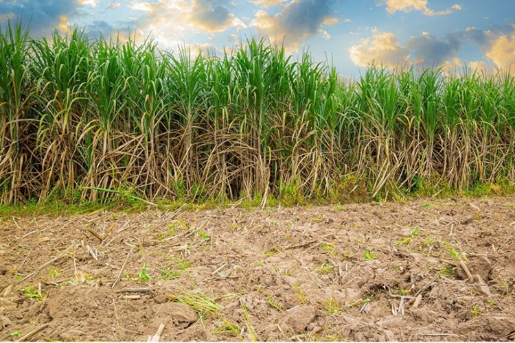 Valor da produção agrícola cresce em Minas  