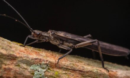 Nova espécie de inseto é identificada em parque da Zona da Mata