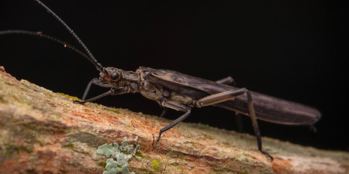 Nova espécie de inseto é identificada em parque da Zona da Mata