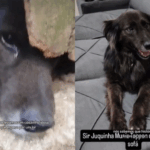 Após anos em abrigo, cachorro Juquinha é adotado e emociona nas redes