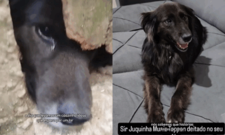 Após anos em abrigo, cachorro Juquinha é adotado e emociona nas redes