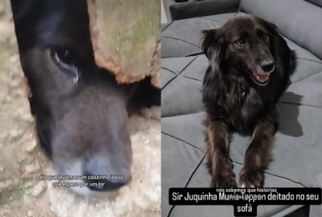 Após anos em abrigo, cachorro Juquinha é adotado e emociona nas redes