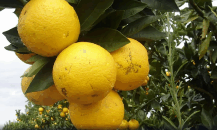 Chuvas impulsionam florada, mas ventos e doenças afetam colheita