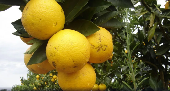 Chuvas impulsionam florada, mas ventos e doenças afetam colheita