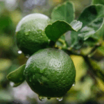 Hortaliças ficam mais baratas em Minas Gerais, mas frutas registram alta