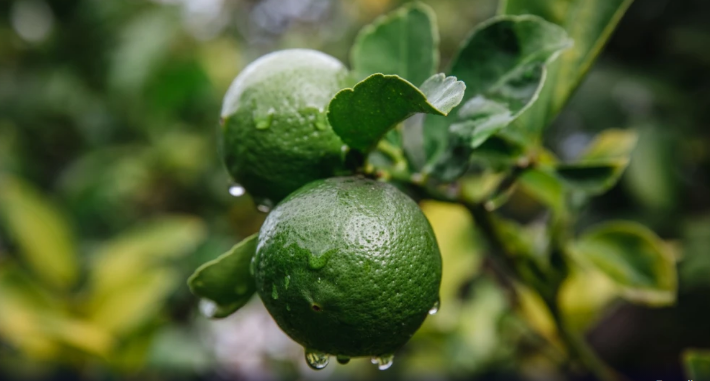 Hortaliças ficam mais baratas em Minas Gerais, mas frutas registram alta