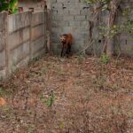 Lobo-guará é resgatado em lote vago em Bambuí