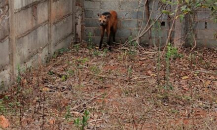 Lobo-guará é resgatado em lote vago em Bambuí