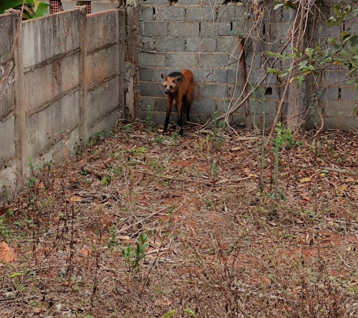 Lobo-guará é resgatado em lote vago em Bambuí